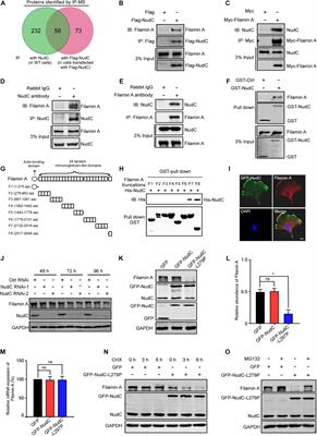 NudC L279P Mutation Destabilizes Filamin A by Inhibiting the Hsp90 Chaperoning Pathway and Suppresses Cell Migration